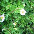Mochna křovitá 'Pink Queen' - Potentilla fruticosa 'Pink Queen'