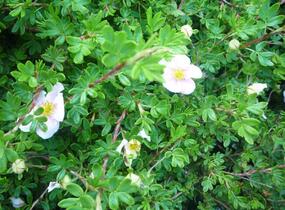 Mochna křovitá 'Pink Queen' - Potentilla fruticosa 'Pink Queen'