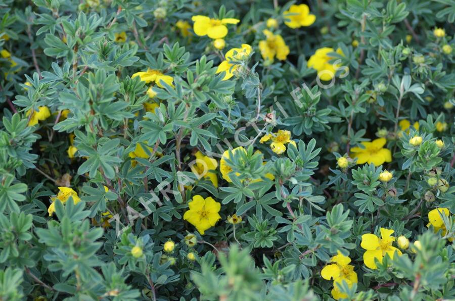 Mochna křovitá 'Goldstar' - Potentilla fruticosa 'Goldstar'