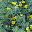 Mochna křovitá 'Goldstar' - Potentilla fruticosa 'Goldstar'