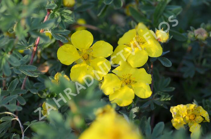 Mochna křovitá 'Goldstar' - Potentilla fruticosa 'Goldstar'