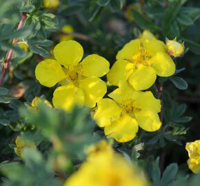 Mochna křovitá 'Goldstar' - Potentilla fruticosa 'Goldstar'