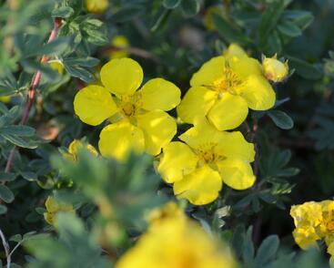 Mochna křovitá 'Goldstar'