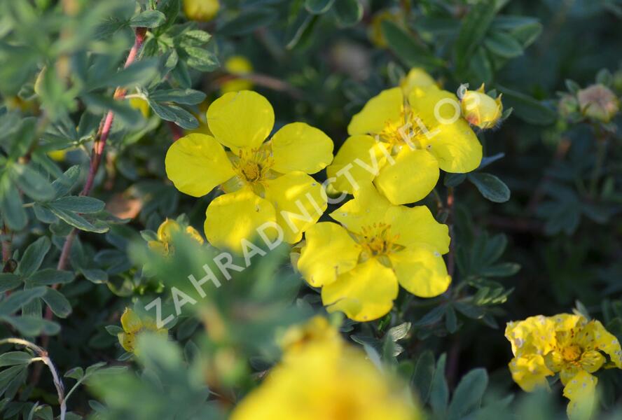 Mochna křovitá 'Goldstar' - Potentilla fruticosa 'Goldstar'