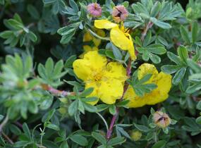 Mochna křovitá 'Goldstar' - Potentilla fruticosa 'Goldstar'