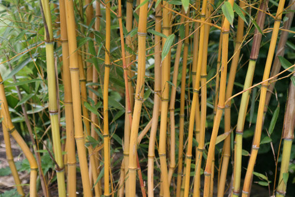 Bambus 'Aureocaulis' - Phyllostachys aureosulcata 'Aureocaulis'