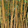 Bambus 'Aureocaulis' - Phyllostachys aureosulcata 'Aureocaulis'
