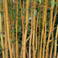 Bambus 'Aureocaulis' - Phyllostachys aureosulcata 'Aureocaulis'