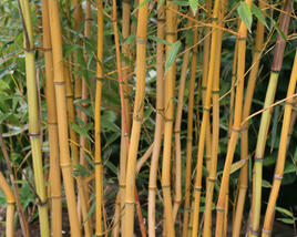 Bambus 'Aureocaulis'