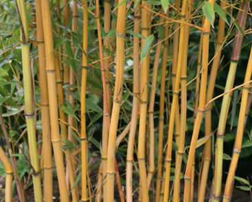 Bambus 'Aureocaulis'