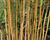 Bambus 'Aureocaulis'