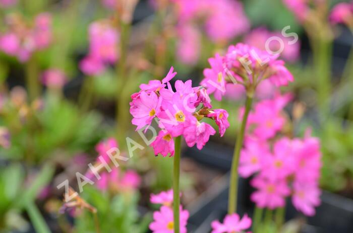 Prvosenka růžová 'Rosy' - Primula rosea 'Rosy'