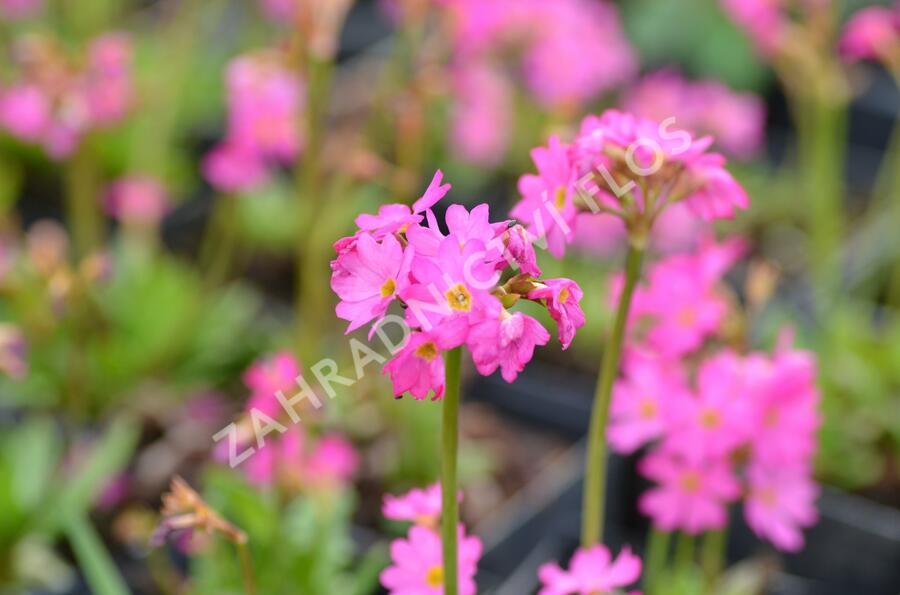 Prvosenka růžová 'Rosy' - Primula rosea 'Rosy'