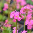 Prvosenka růžová 'Rosy' - Primula rosea 'Rosy'