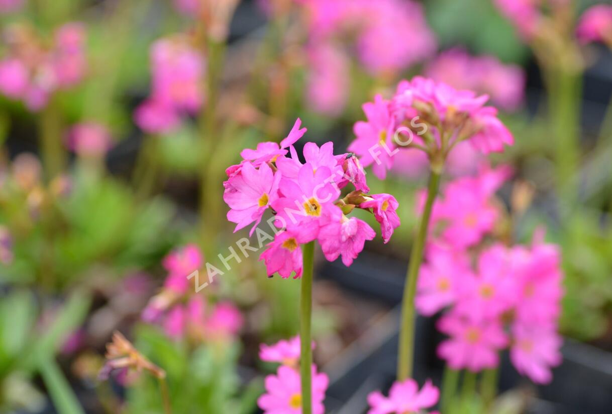 Prvosenka růžová 'Rosy' - Primula rosea 'Rosy'