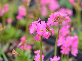Prvosenka růžová 'Rosy' - Primula rosea 'Rosy'
