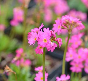 Prvosenka růžová 'Rosy' - Primula rosea 'Rosy'