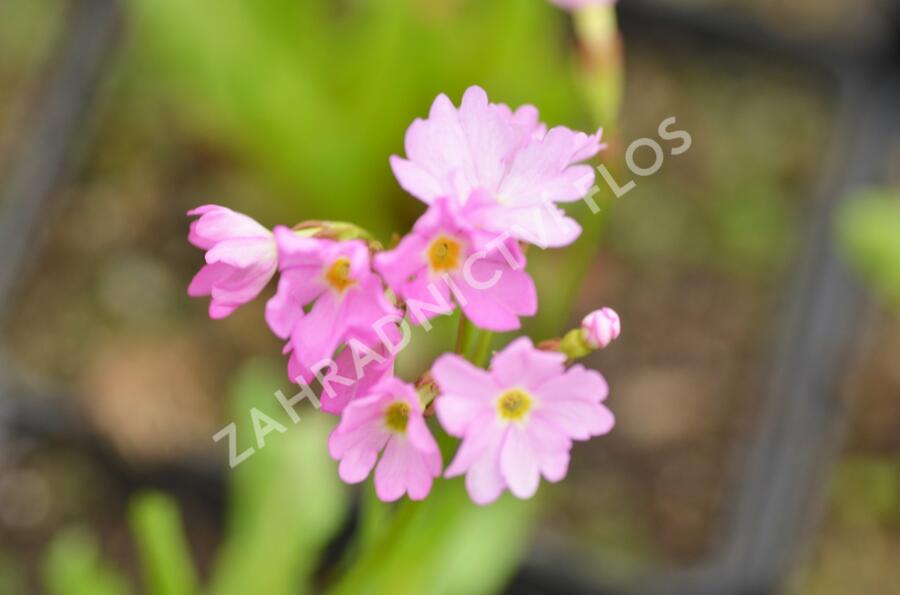 Prvosenka růžová 'Rosy' - Primula rosea 'Rosy'