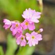 Prvosenka růžová 'Rosy' - Primula rosea 'Rosy'