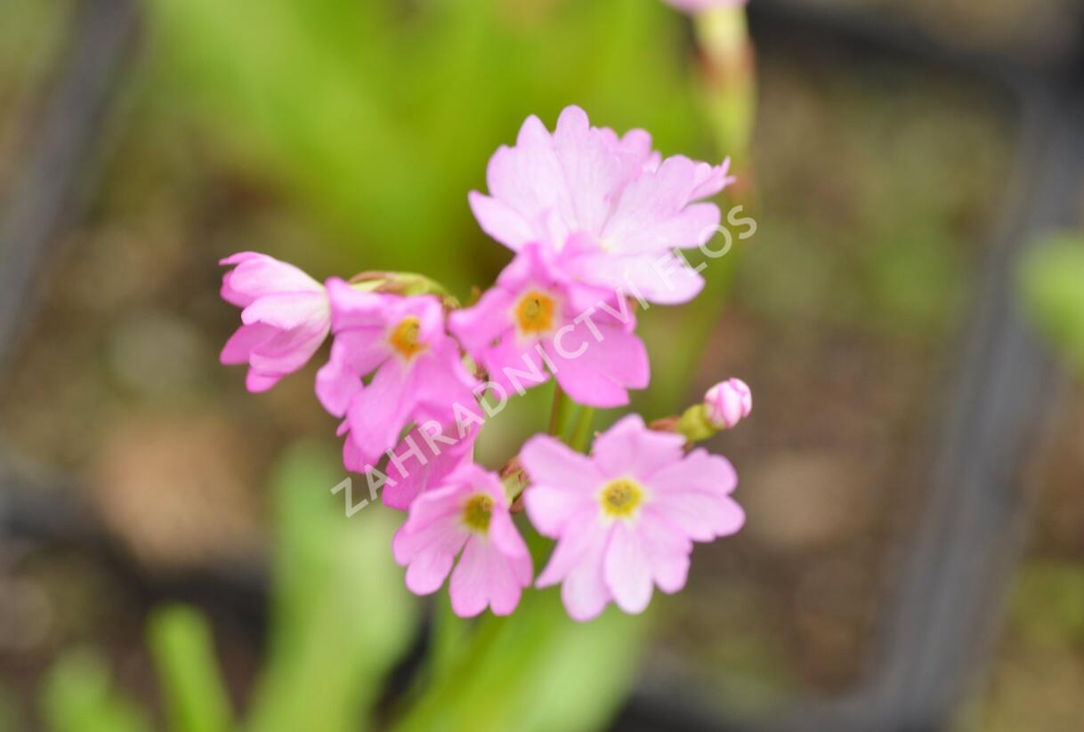 Prvosenka růžová 'Rosy' - Primula rosea 'Rosy'