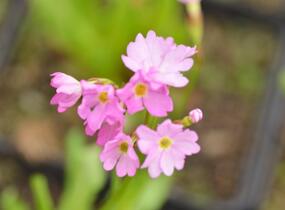 Prvosenka růžová 'Rosy' - Primula rosea 'Rosy'