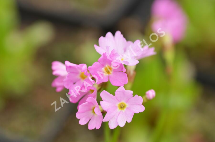 Prvosenka růžová 'Rosy' - Primula rosea 'Rosy'