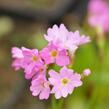 Prvosenka růžová 'Rosy' - Primula rosea 'Rosy'