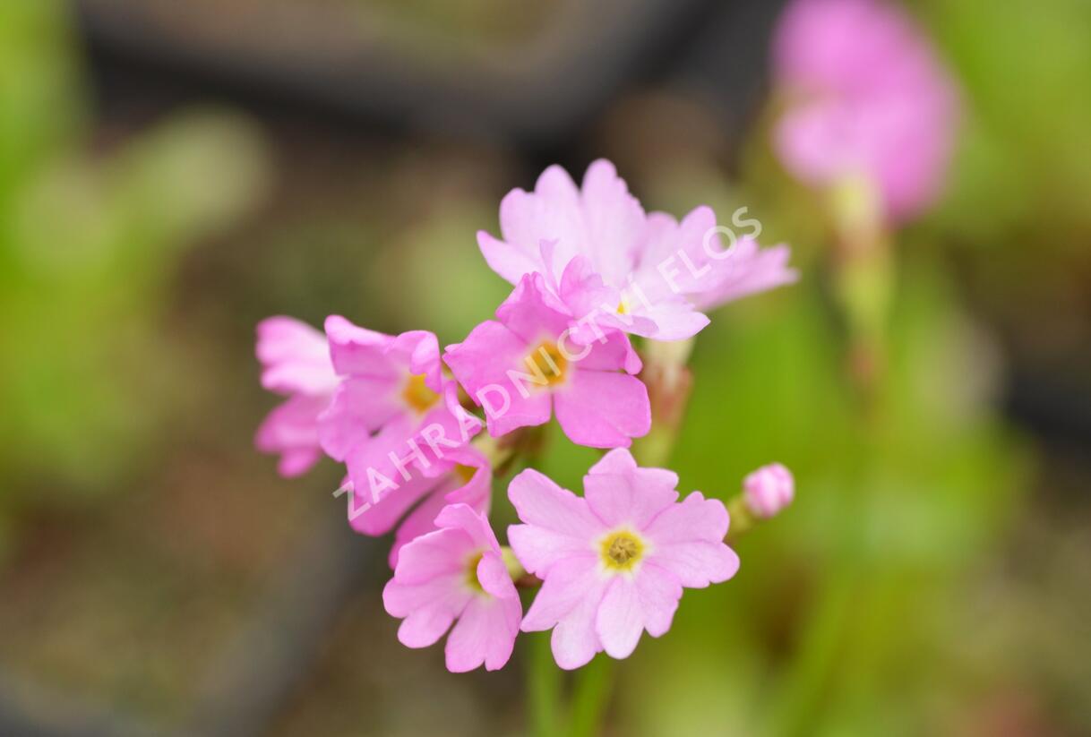 Prvosenka růžová 'Rosy' - Primula rosea 'Rosy'