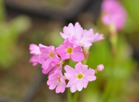 Prvosenka růžová 'Rosy' - Primula rosea 'Rosy'