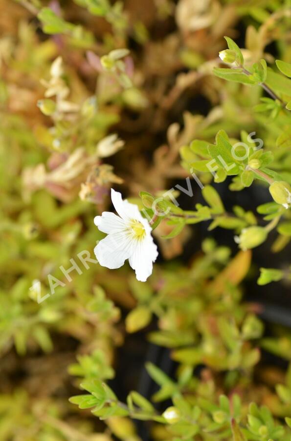 Písečnice horská 'Summer White' - Arenaria montana 'Summer White'