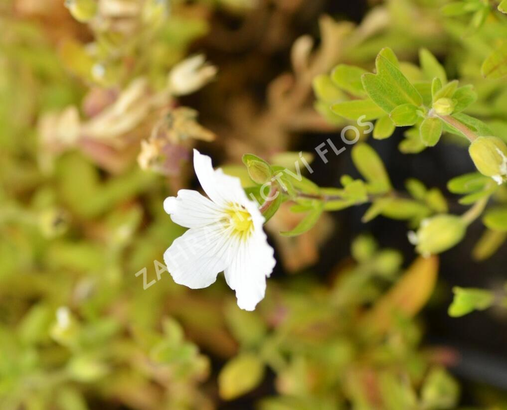 Písečnice horská 'Summer White' - Arenaria montana 'Summer White'