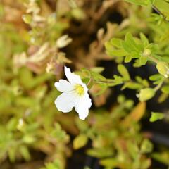 Písečnice horská 'Summer White' - Arenaria montana 'Summer White'