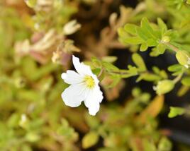 Písečnice horská 'Summer White'