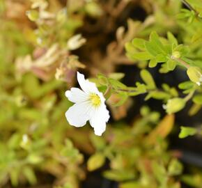 Písečnice horská 'Summer White' - Arenaria montana 'Summer White'