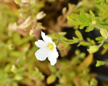 Písečnice horská 'Summer White'