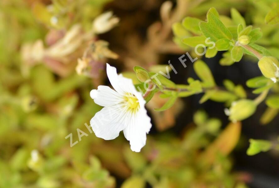 Písečnice horská 'Summer White' - Arenaria montana 'Summer White'