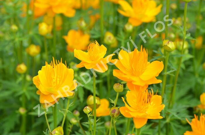 Upolín 'Goldkönigin' - Trollius chinensis 'Goldkönigin'