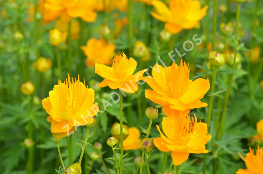 Upolín 'Goldkönigin' - Trollius chinensis 'Goldkönigin'