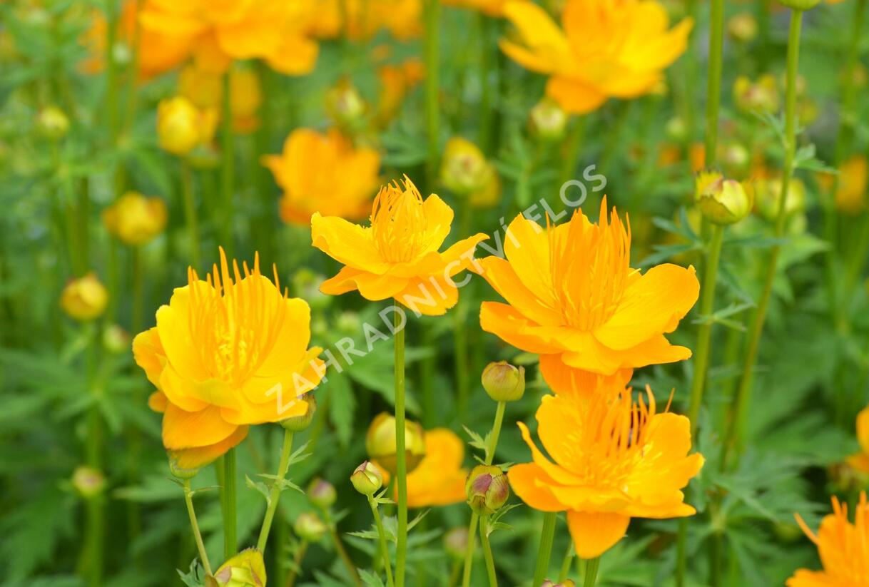Upolín 'Goldkönigin' - Trollius chinensis 'Goldkönigin'