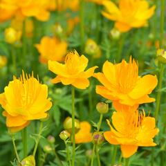 Upolín 'Goldkönigin' - Trollius chinensis 'Goldkönigin'