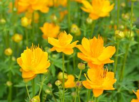 Upolín 'Goldkönigin' - Trollius chinensis 'Goldkönigin'