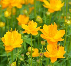 Upolín 'Goldkönigin' - Trollius chinensis 'Goldkönigin'