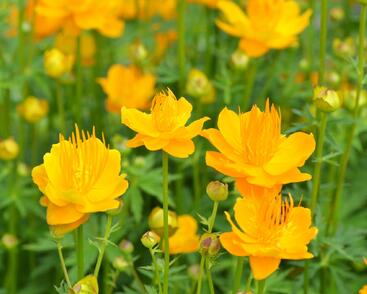 Upolín 'Goldkönigin'