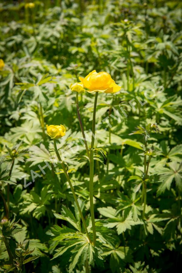 Upolín 'Goldkönigin' - Trollius chinensis 'Goldkönigin'