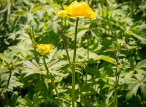 Upolín 'Goldkönigin' - Trollius chinensis 'Goldkönigin'