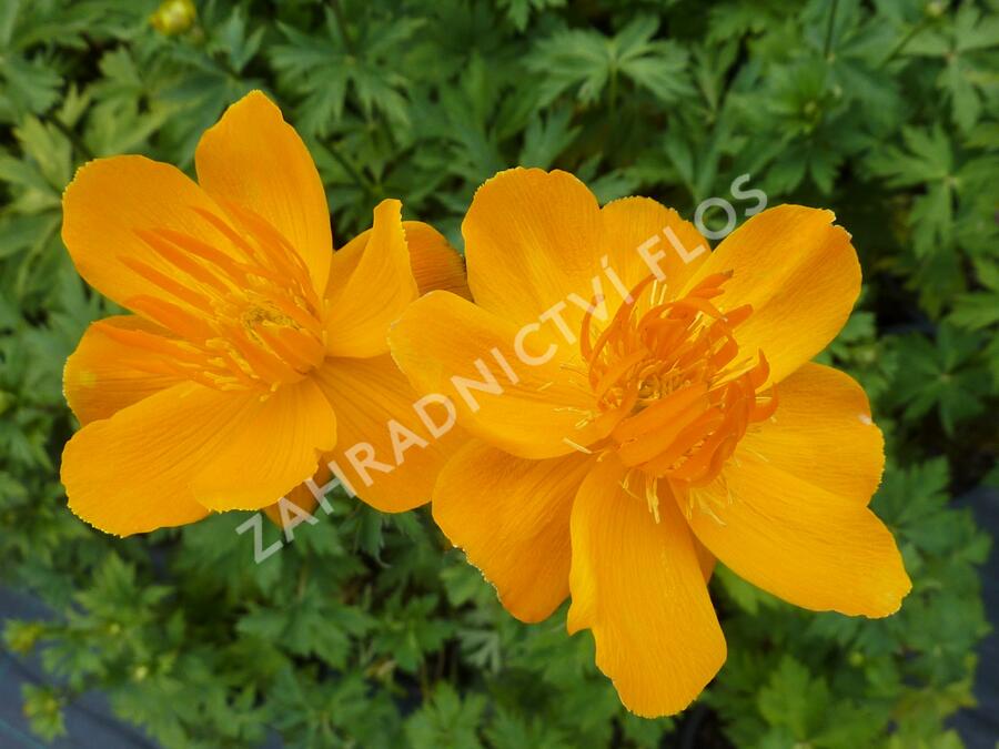 Upolín 'Goldkönigin' - Trollius chinensis 'Goldkönigin'