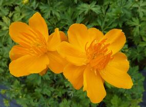 Upolín 'Goldkönigin' - Trollius chinensis 'Goldkönigin'