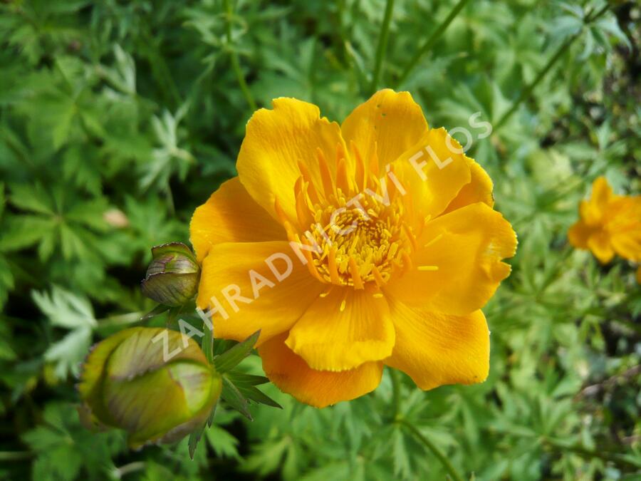 Upolín 'Goldkönigin' - Trollius chinensis 'Goldkönigin'