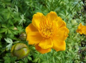 Upolín 'Goldkönigin' - Trollius chinensis 'Goldkönigin'