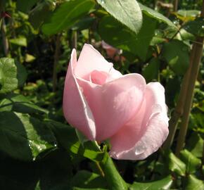 Růže pnoucí 'Nahema' - Rosa PN 'Nahema'